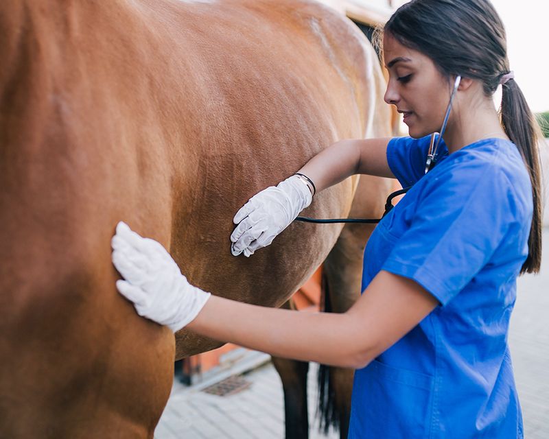 Emergency clearance equine vet